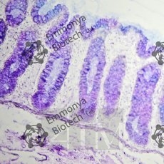     1,0