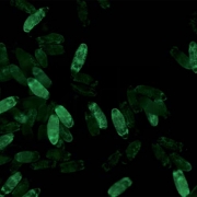  ,     (GFP).