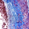    ,    (Kits for special stains)