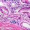   (Mayers hematoxylin)